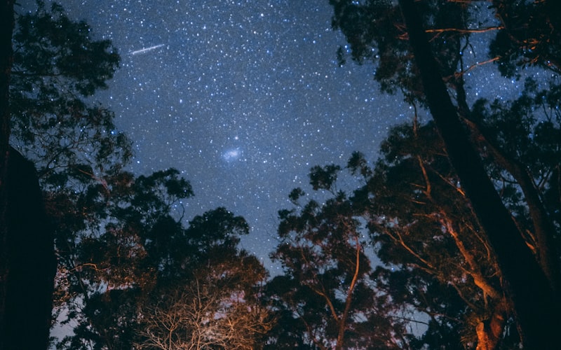 荒野露营体验应用场景 - 家庭在森林中享受露营乐趣